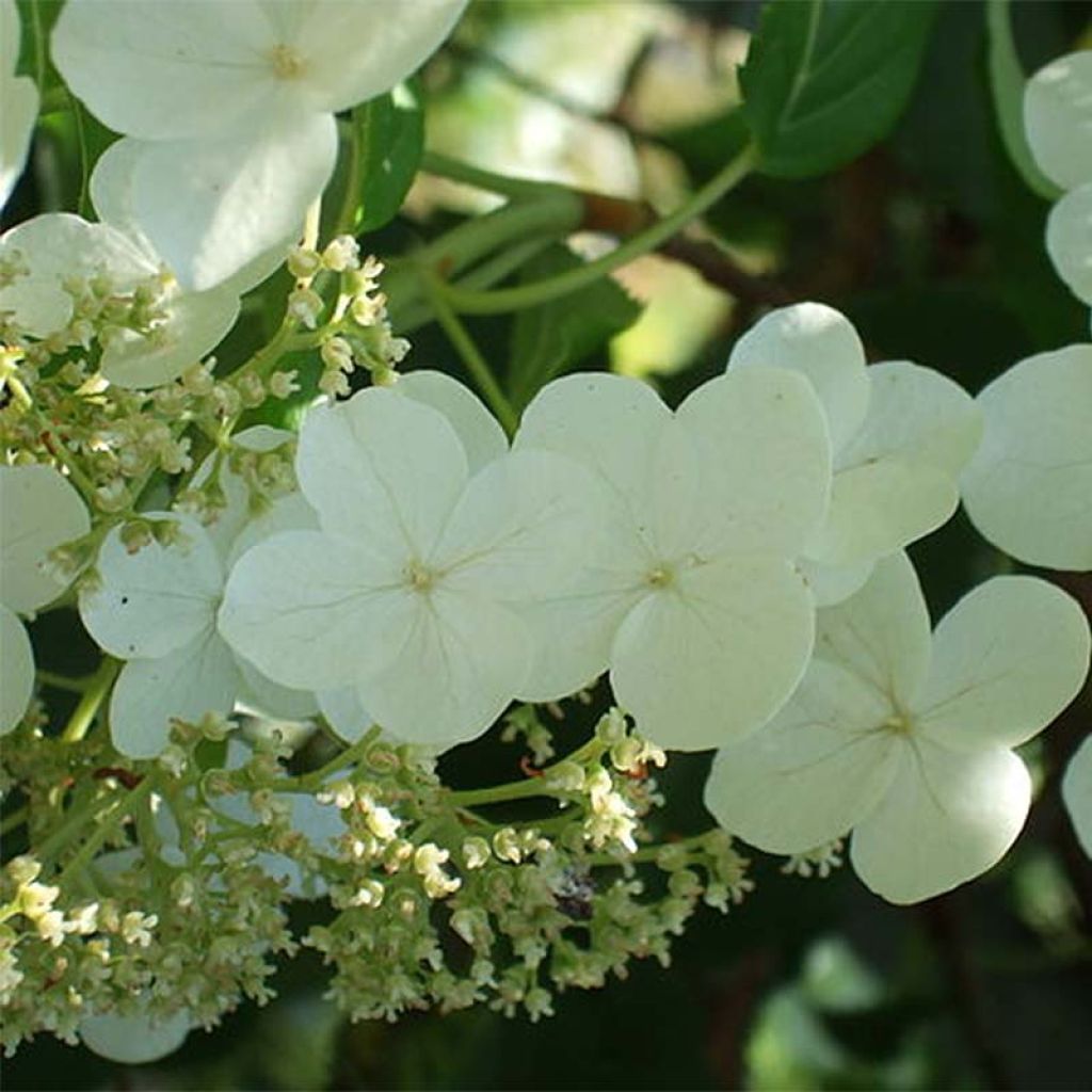 Hortensia grimpant - Hydrangea petiolaris