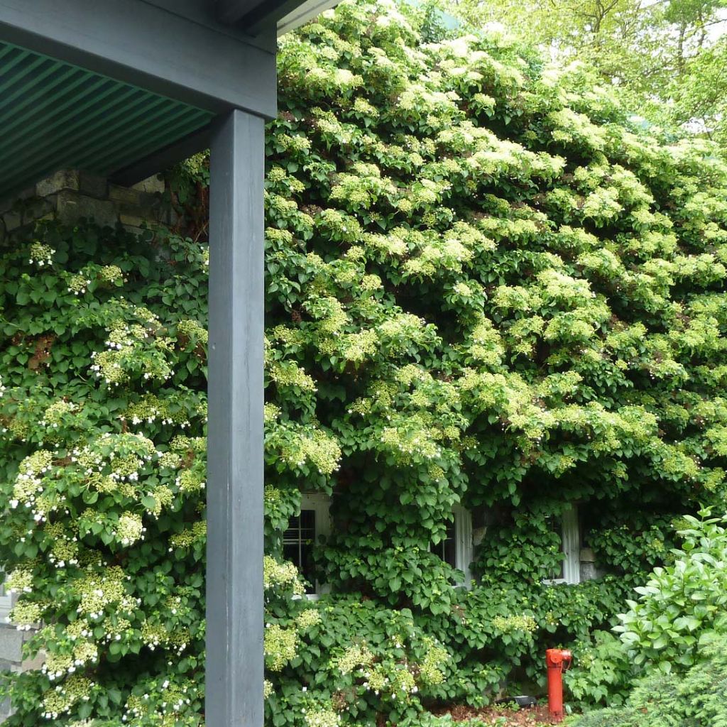 Hortensia grimpant - Hydrangea petiolaris