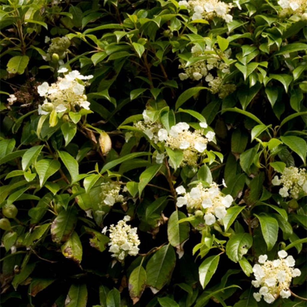 Hortensia grimpant - Hydrangea seemanii