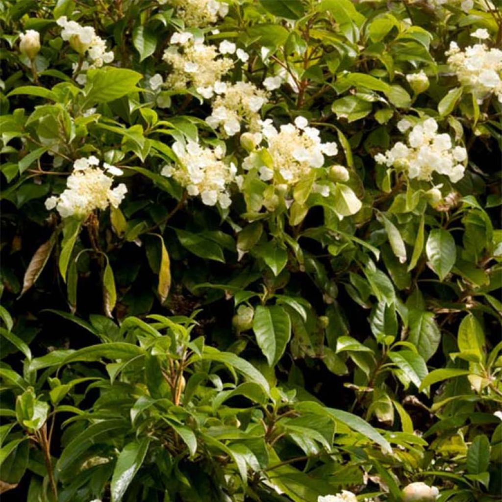 Hortensia grimpant - Hydrangea seemanii