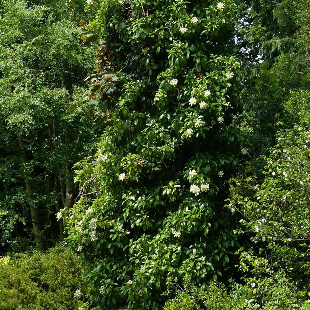 Hortensia grimpant - Hydrangea seemanii