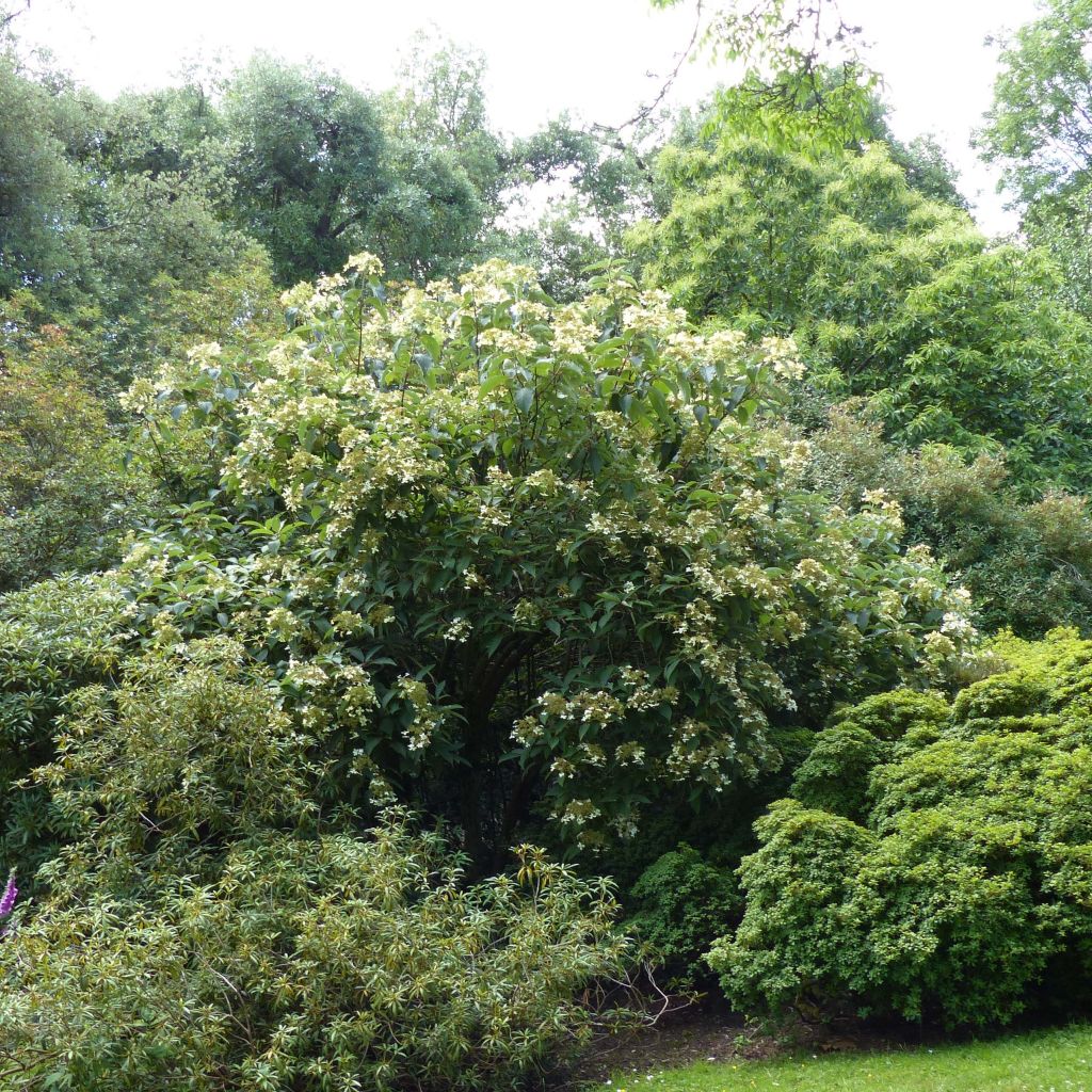 Hortensia - Hydrangea heteromalla