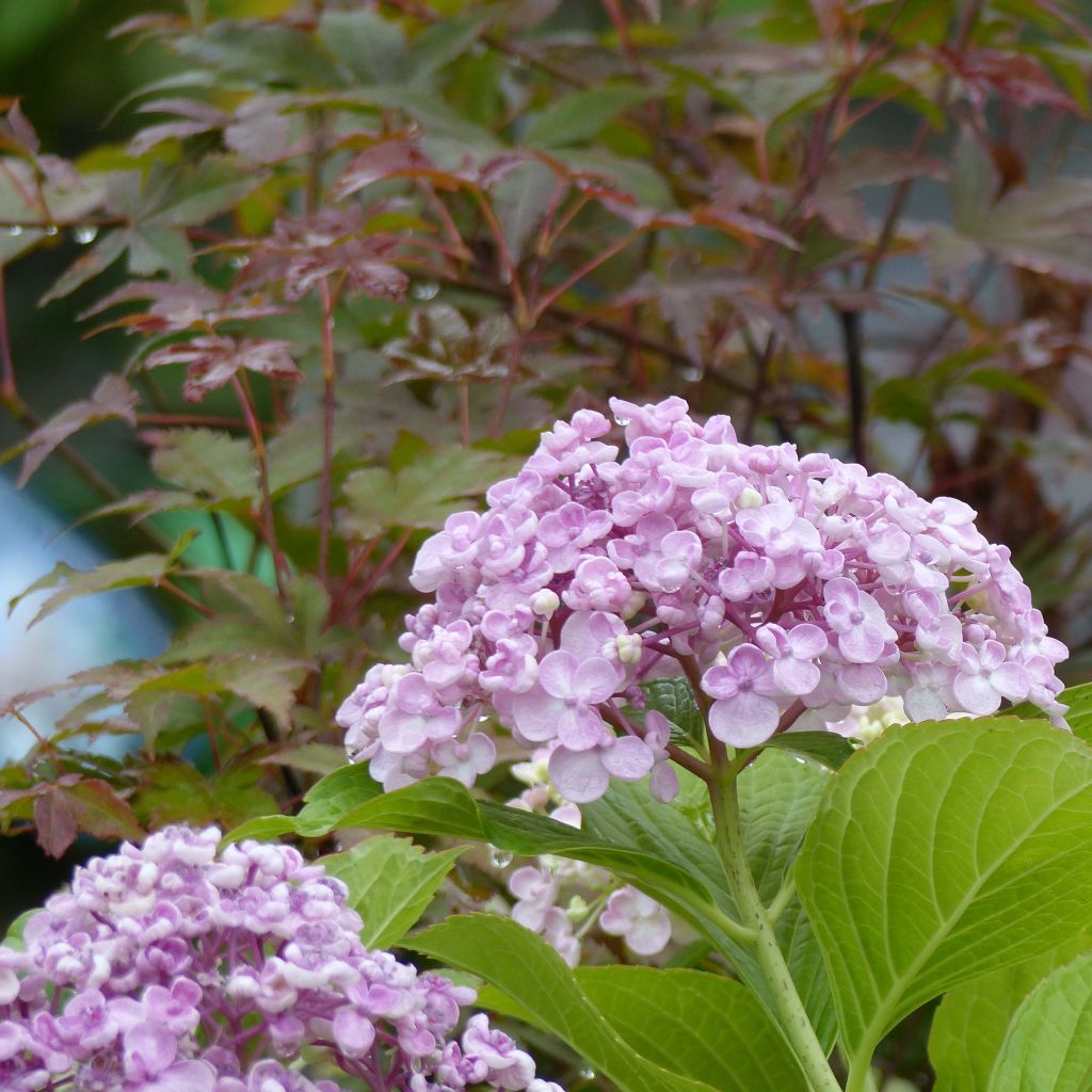 Hortensia macrophylla Ayesha