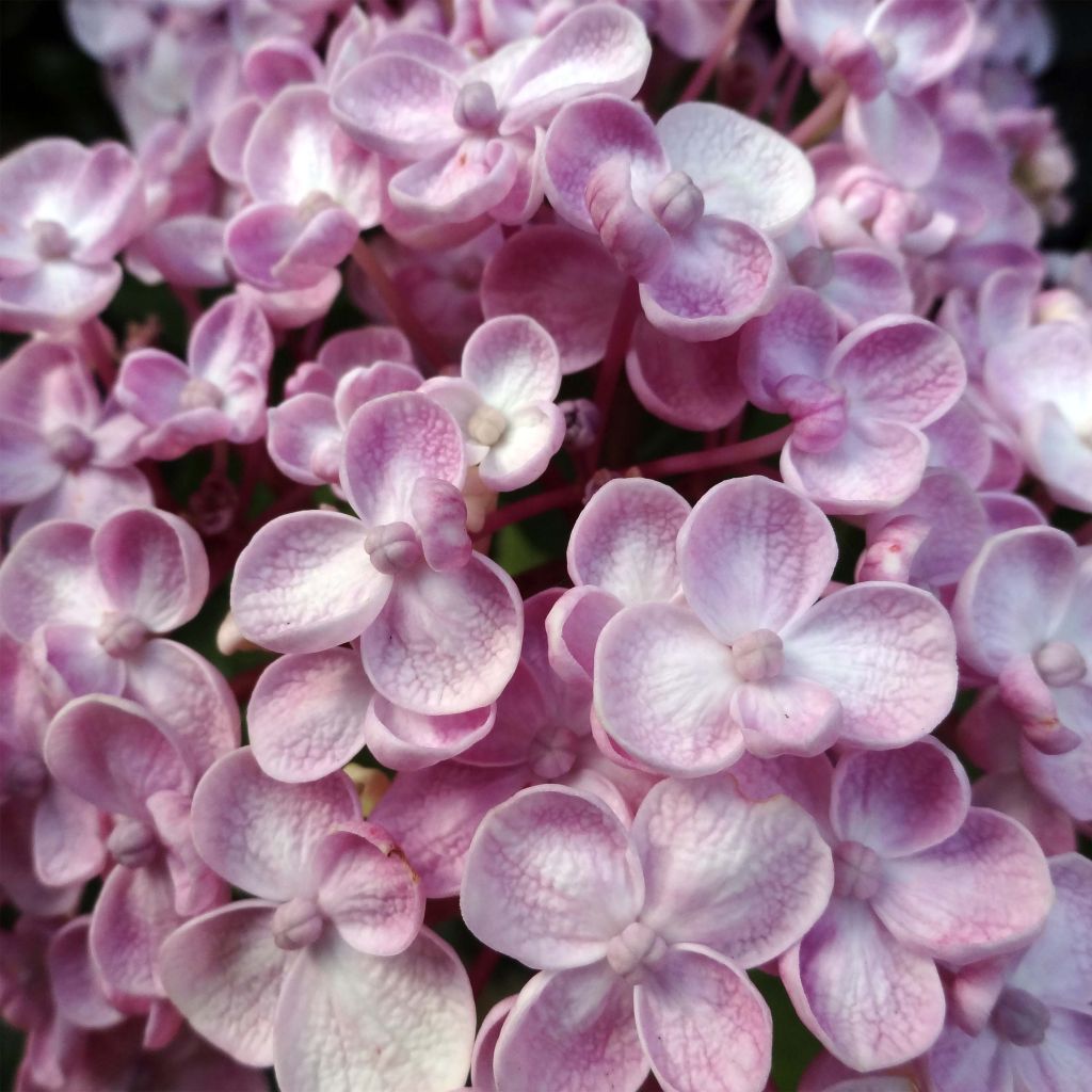 Hortensia macrophylla Ayesha