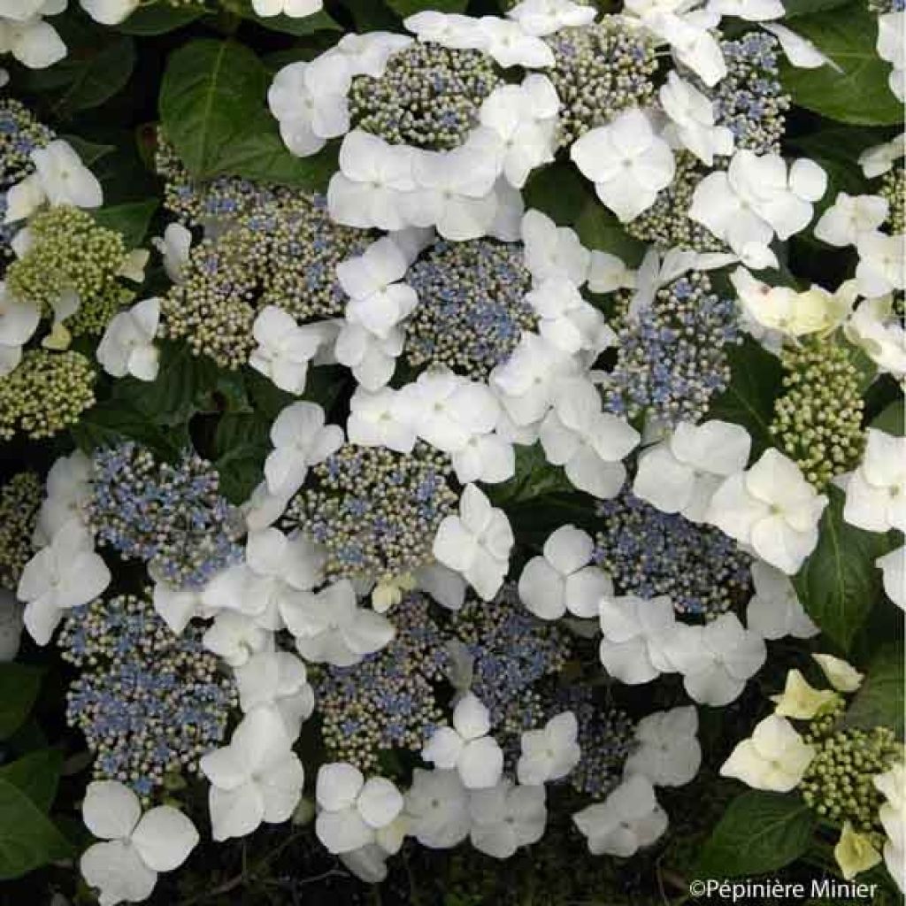 Hortensia - Hydrangea macrophylla Great Star Blanc Bleu