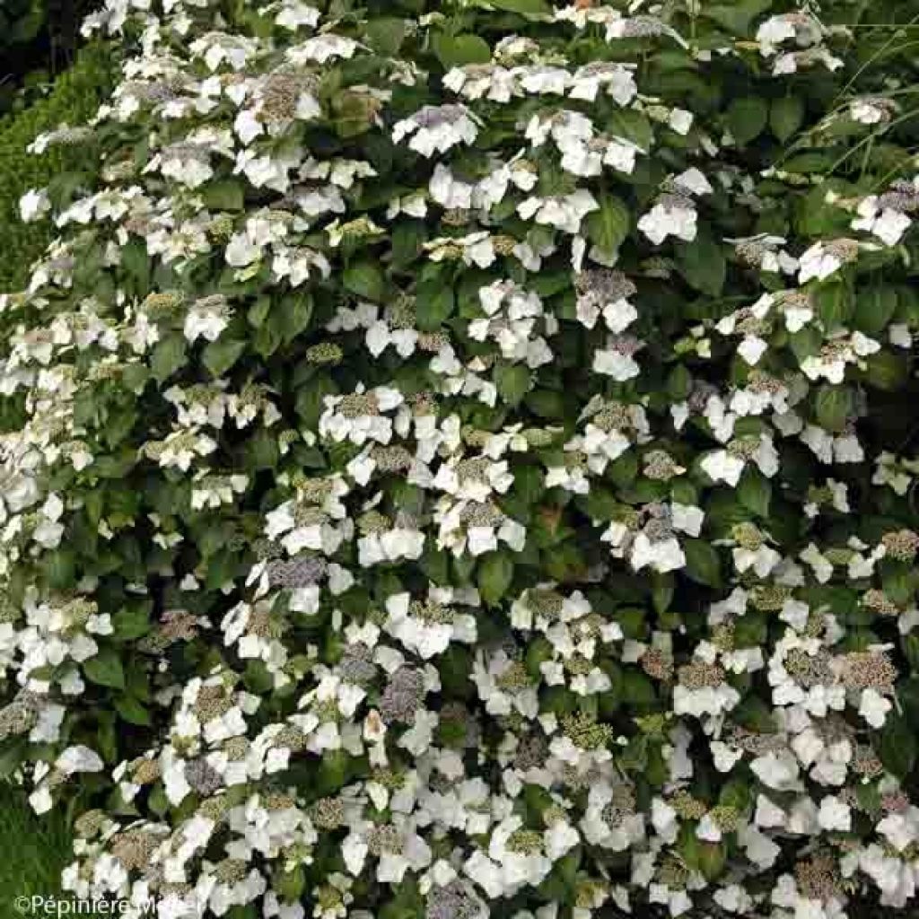 Hortensia - Hydrangea macrophylla Great Star Blanc Bleu