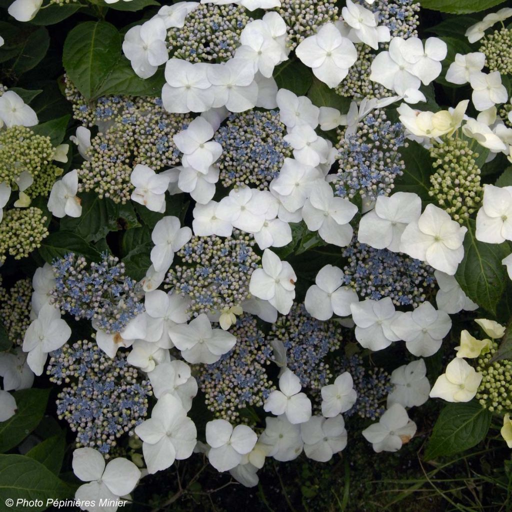 Hortensia - Hydrangea macrophylla Great Star Blanc Bleu