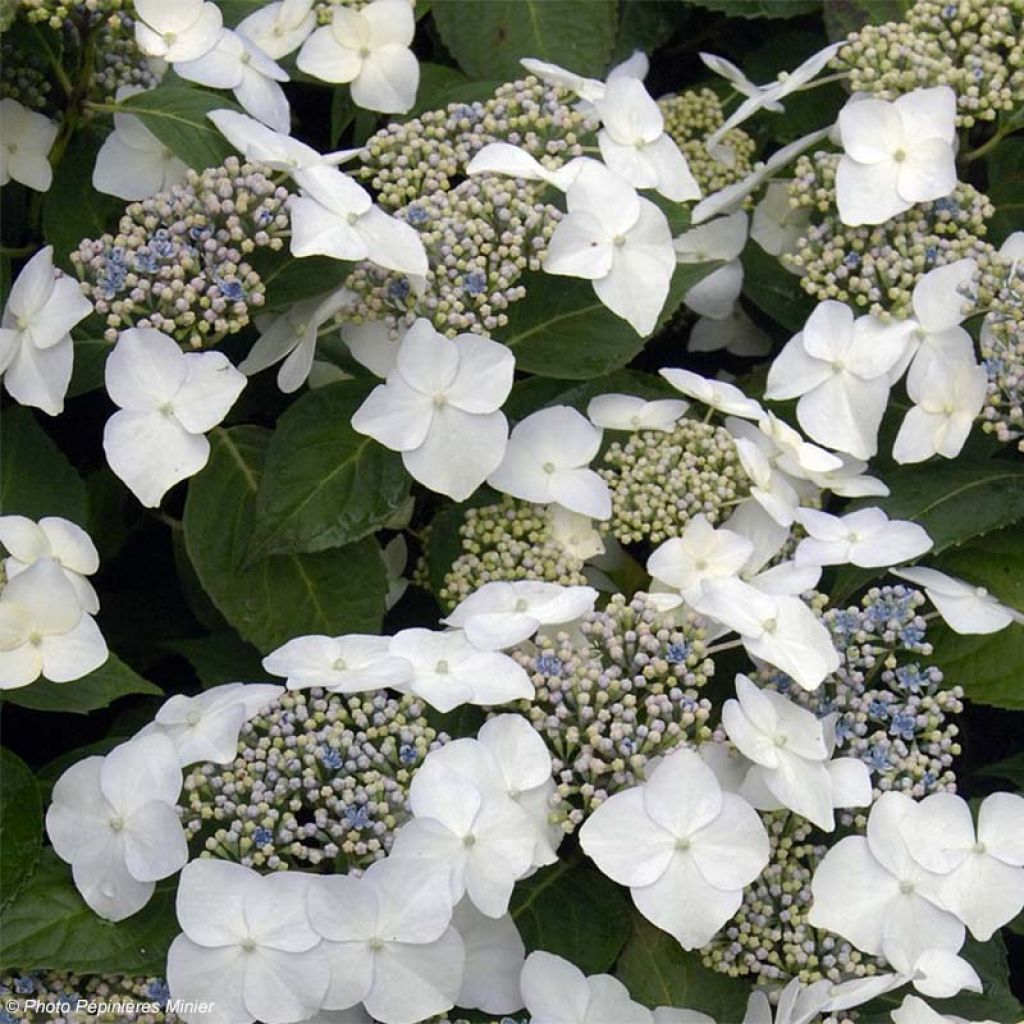Hortensia - Hydrangea macrophylla Great Star Blanc Bleu