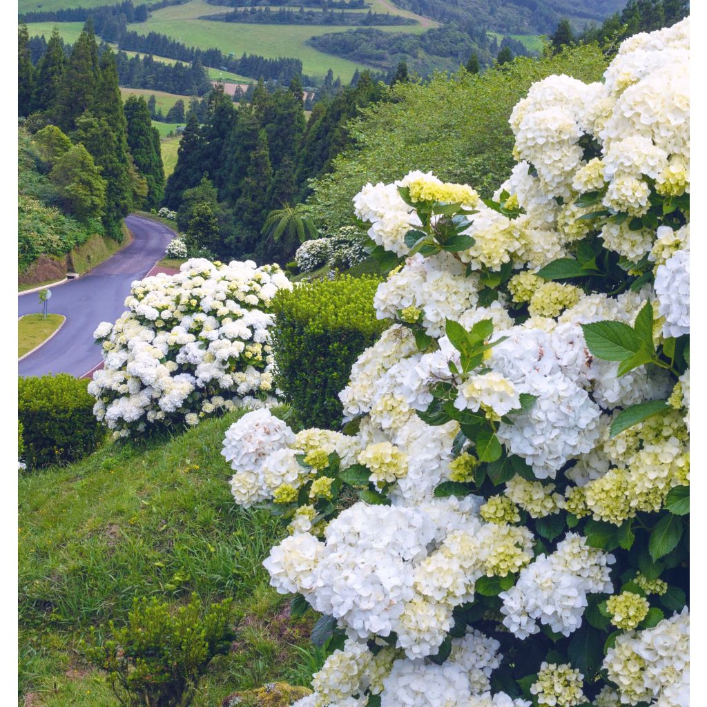 Hortensia - Hydrangea macrophylla Immaculata