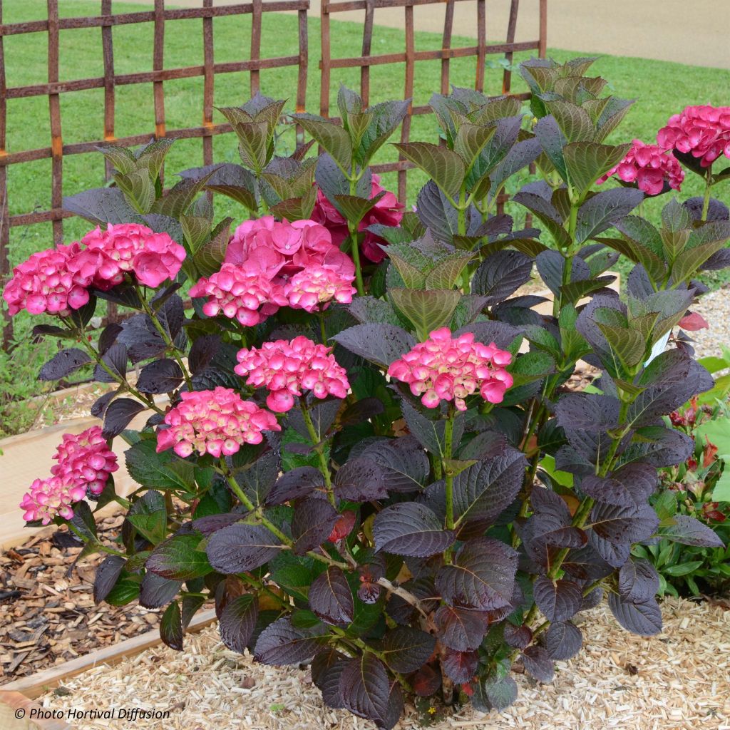 Hortensia - Hydrangea macrophylla Julisa 