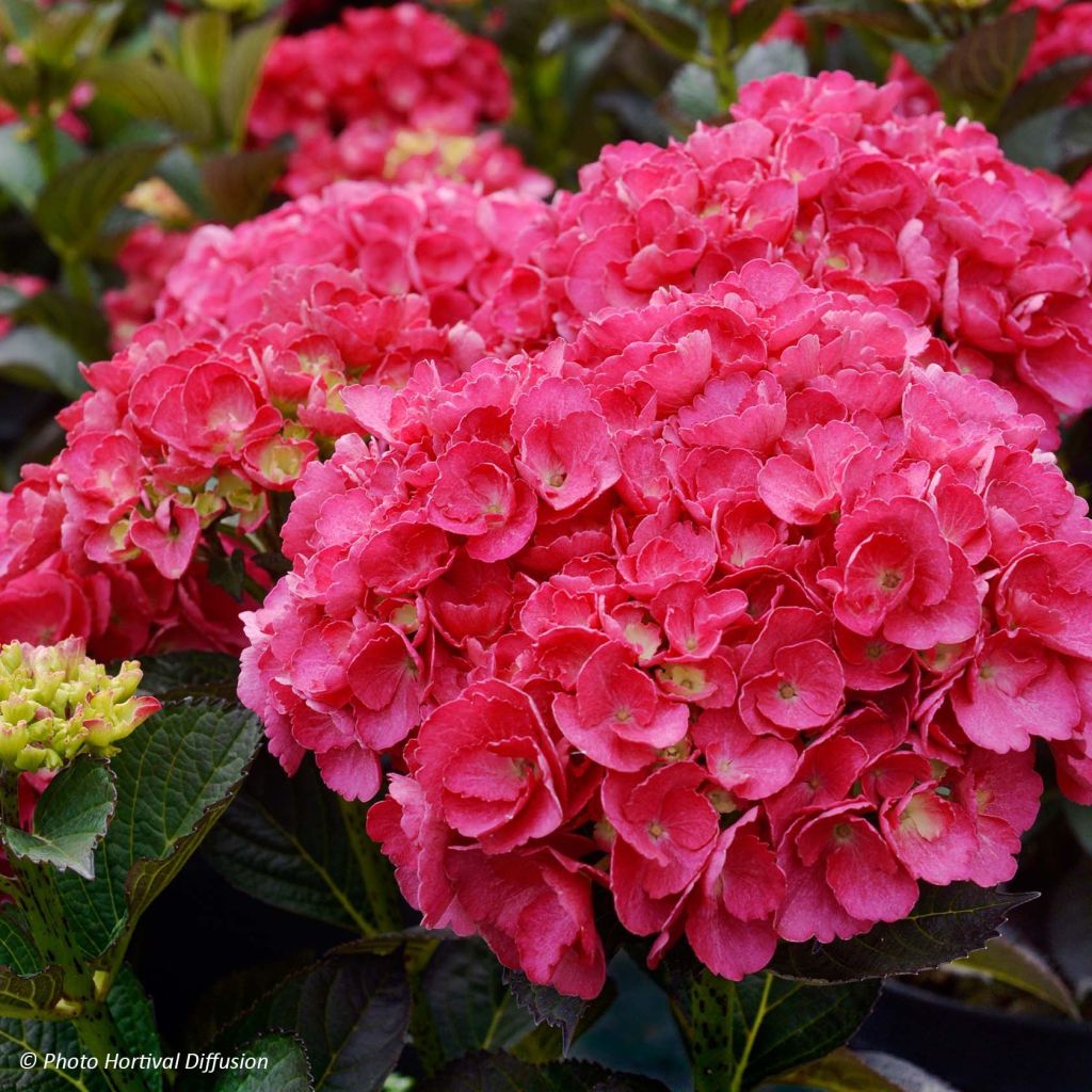 Hortensia - Hydrangea macrophylla Julisa 