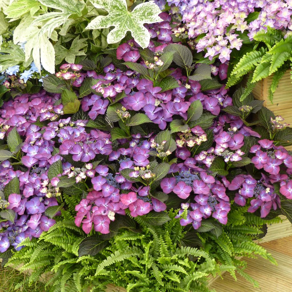 Hortensia - Hydrangea macrophylla Kardinal Violet