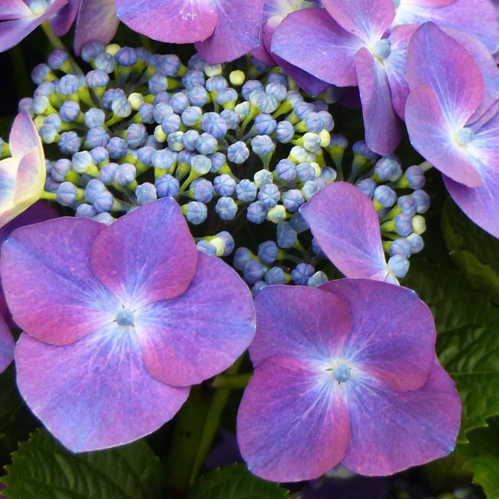 Hortensia - Hydrangea macrophylla Kardinal Violet