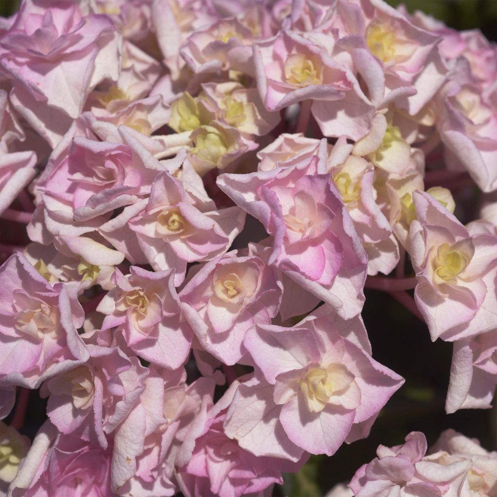 Hortensia - Hydrangea macrophylla Kazan