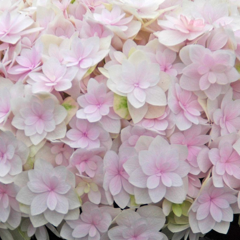 Hortensia - Hydrangea macrophylla Kazan