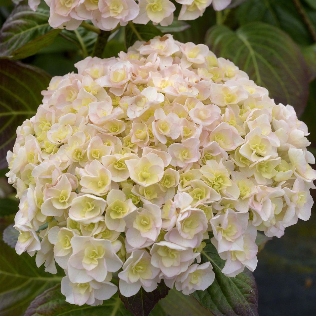 Hortensia - Hydrangea macrophylla Kazan