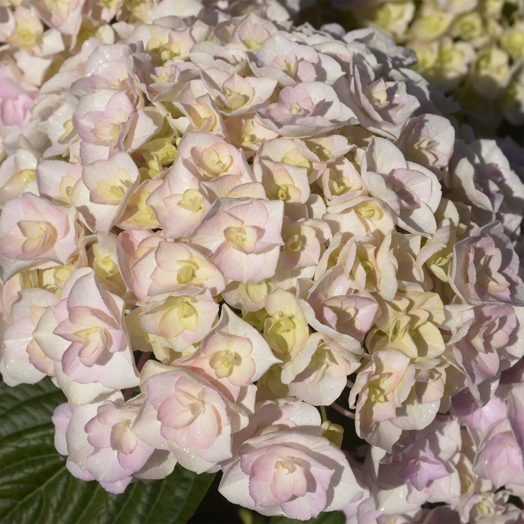 Hortensia - Hydrangea macrophylla Kazan