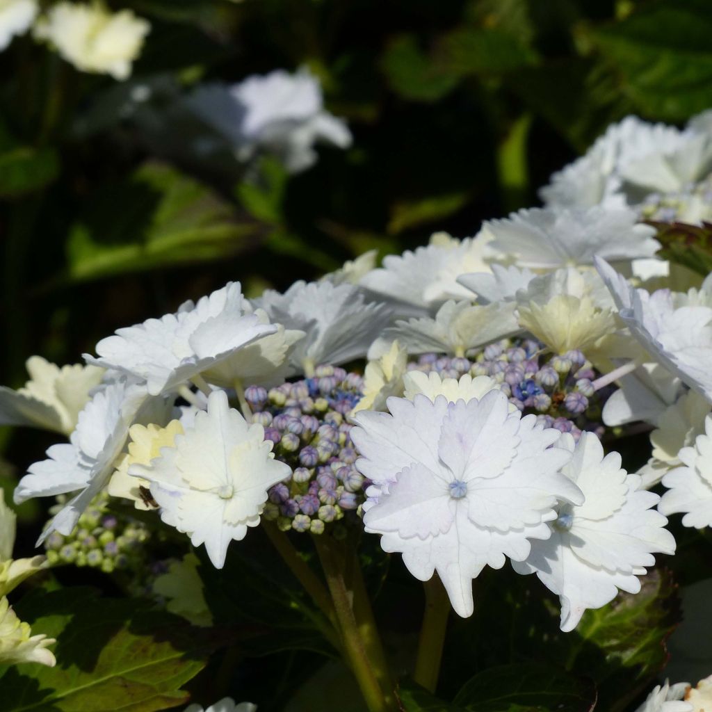 Hortensia - Hydrangea macrophylla Koria