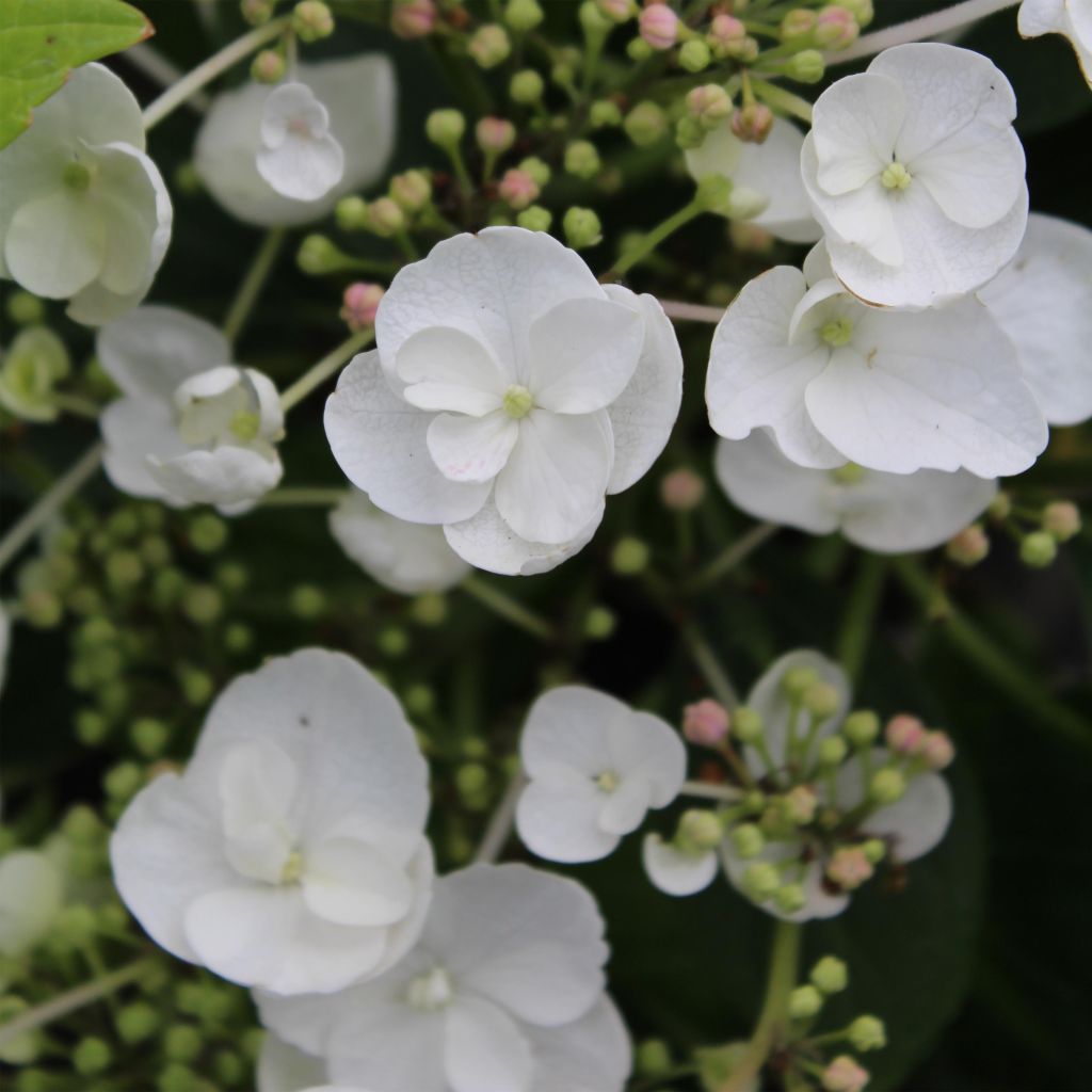 Hortensia - Hydrangea macrophylla Libelle (Teller white)