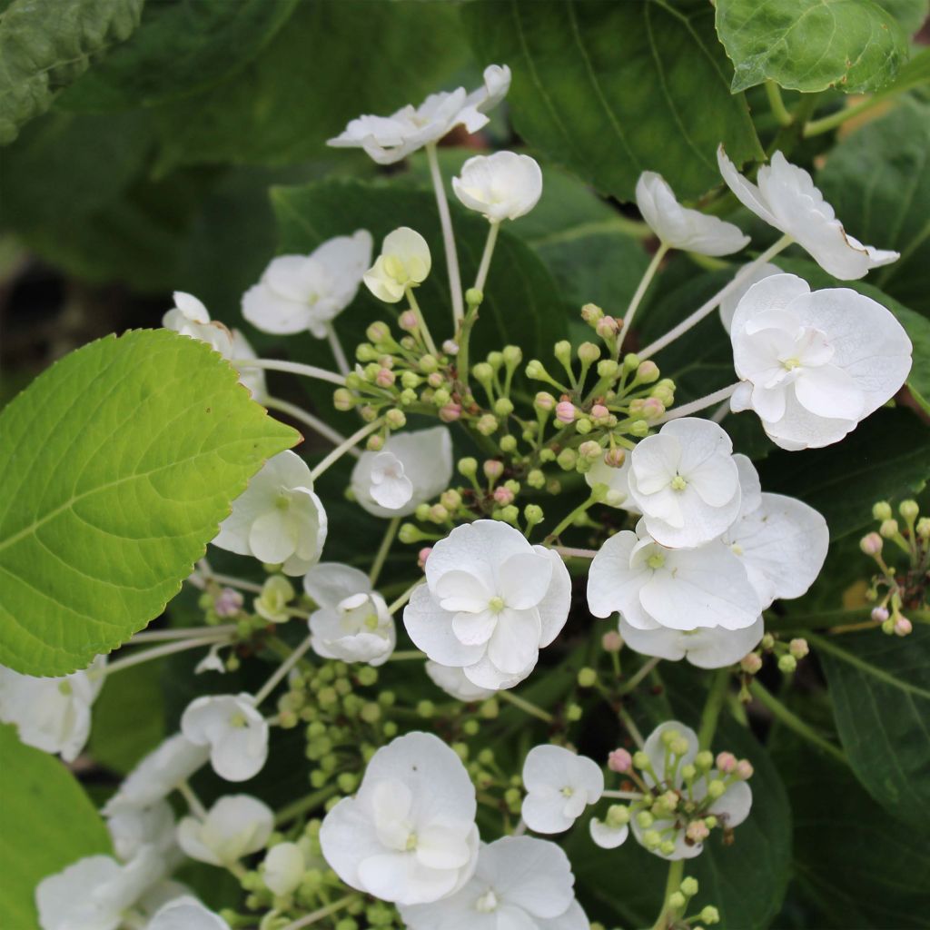 Hortensia - Hydrangea macrophylla Libelle (Teller white)