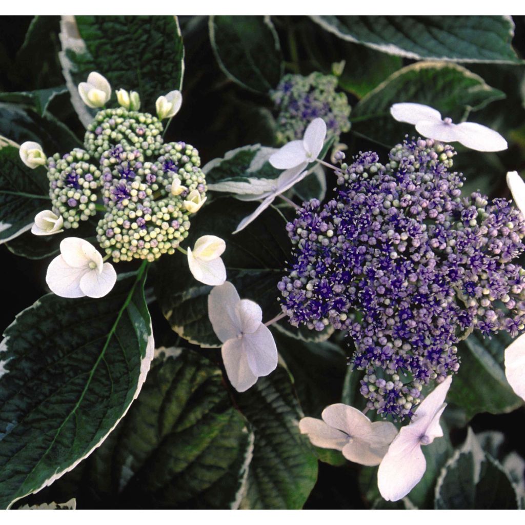 Hortensia - Hydrangea macrophylla Light'o'Day