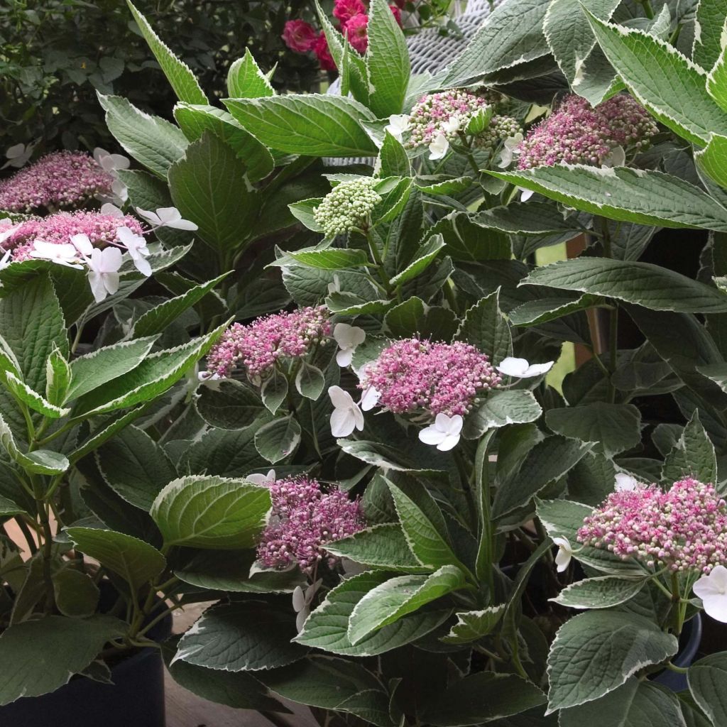 Hortensia - Hydrangea macrophylla Light'o'Day