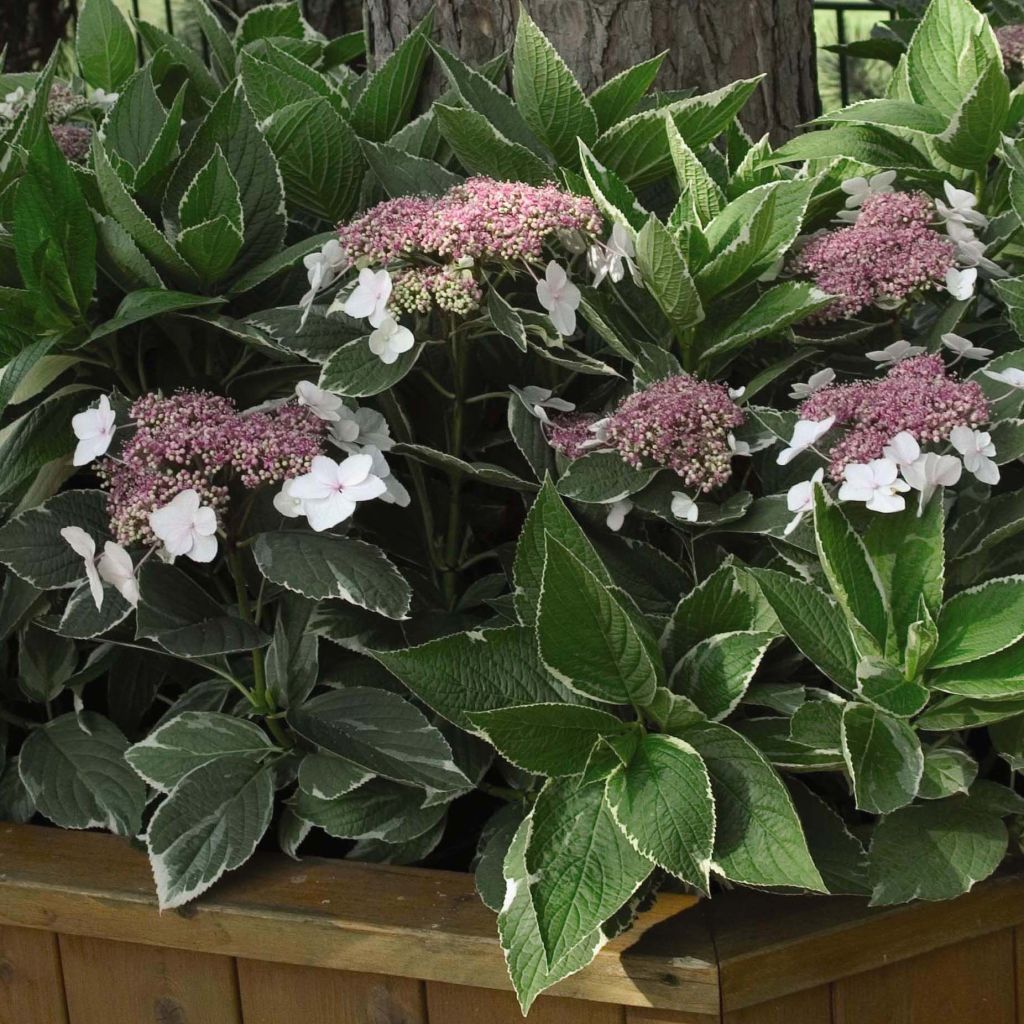 Hortensia - Hydrangea macrophylla Light'o'Day