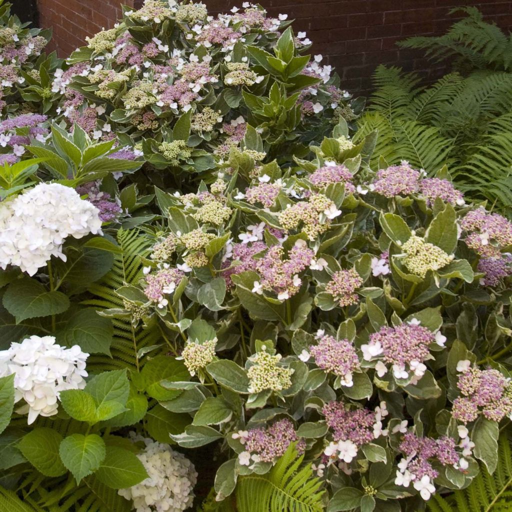 Hortensia - Hydrangea macrophylla Light'o'Day