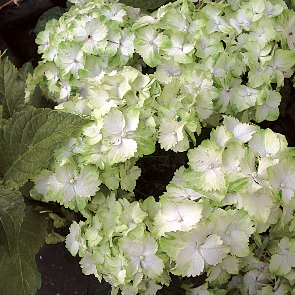 Hortensia - Hydrangea macrophylla Magical Jade