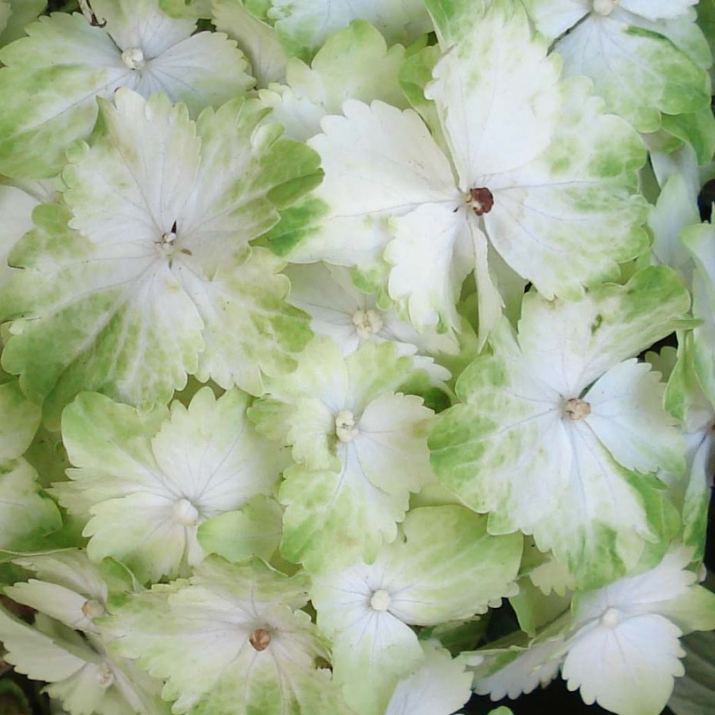 Hortensia - Hydrangea macrophylla Magical Jade