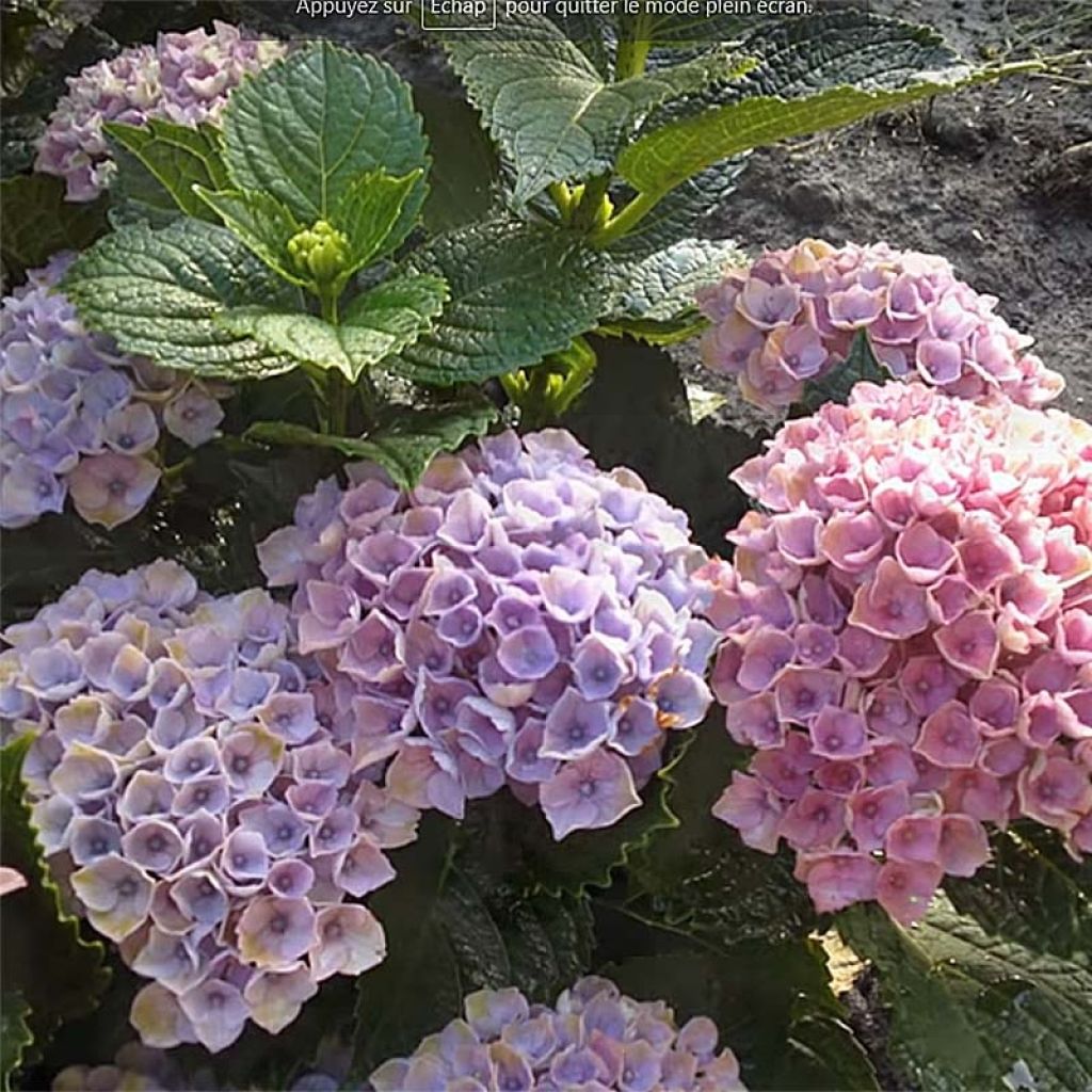 Hortensia - Hydrangea macrophylla Magical Revolution Rose