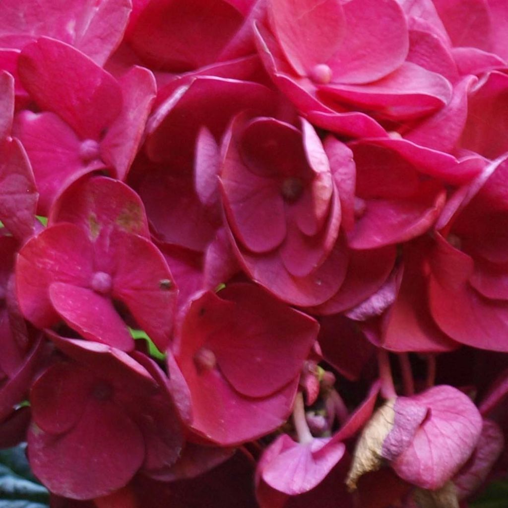 Hortensia - Hydrangea macrophylla Merveille Sanguine