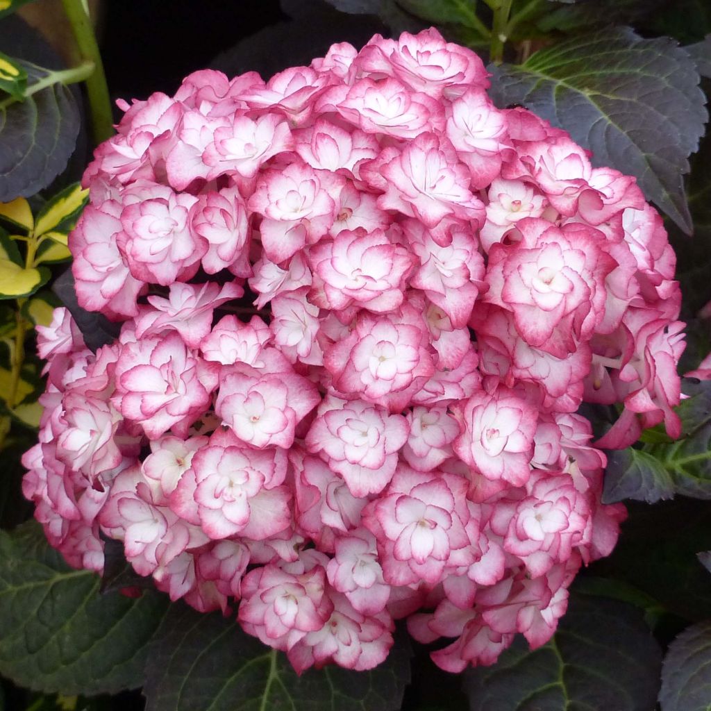 Hortensia - Hydrangea macrophylla Miss Saori