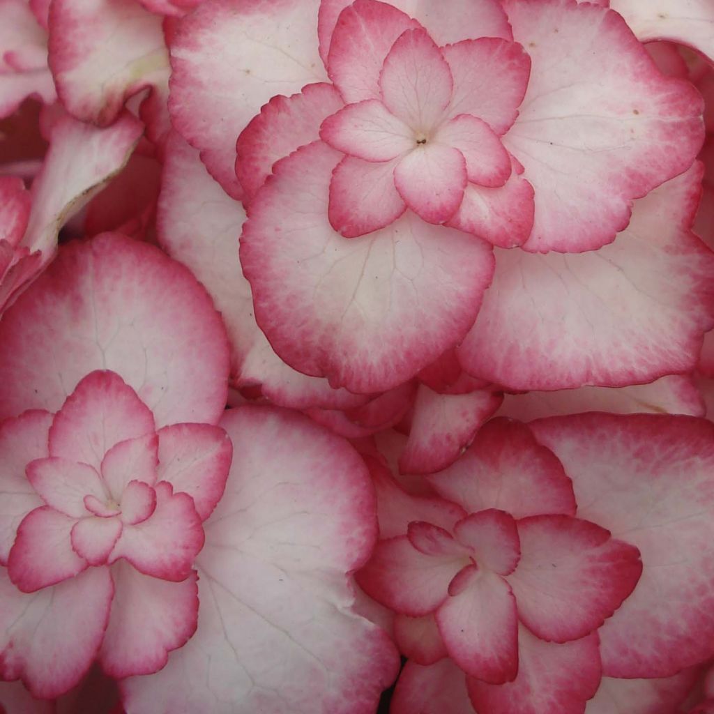 Hortensia - Hydrangea macrophylla Miss Saori