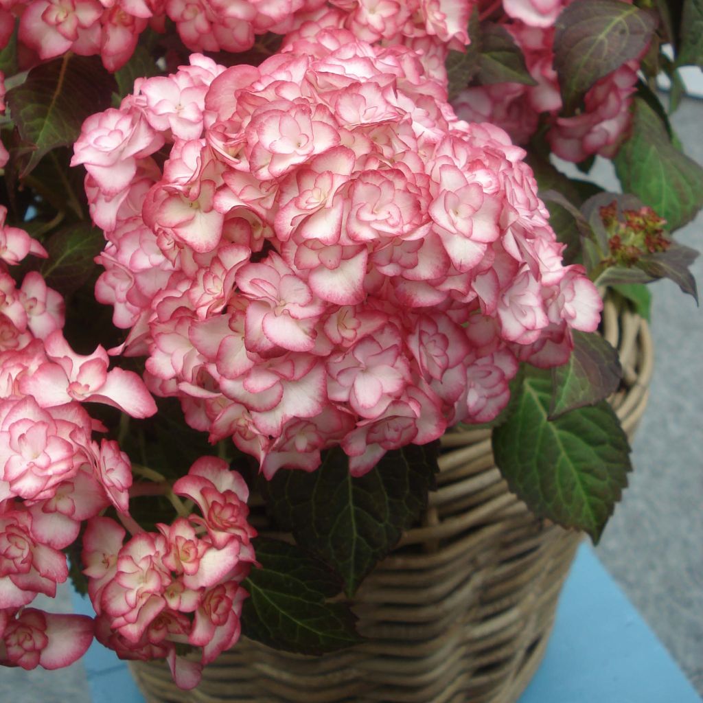 Hortensia - Hydrangea macrophylla Miss Saori