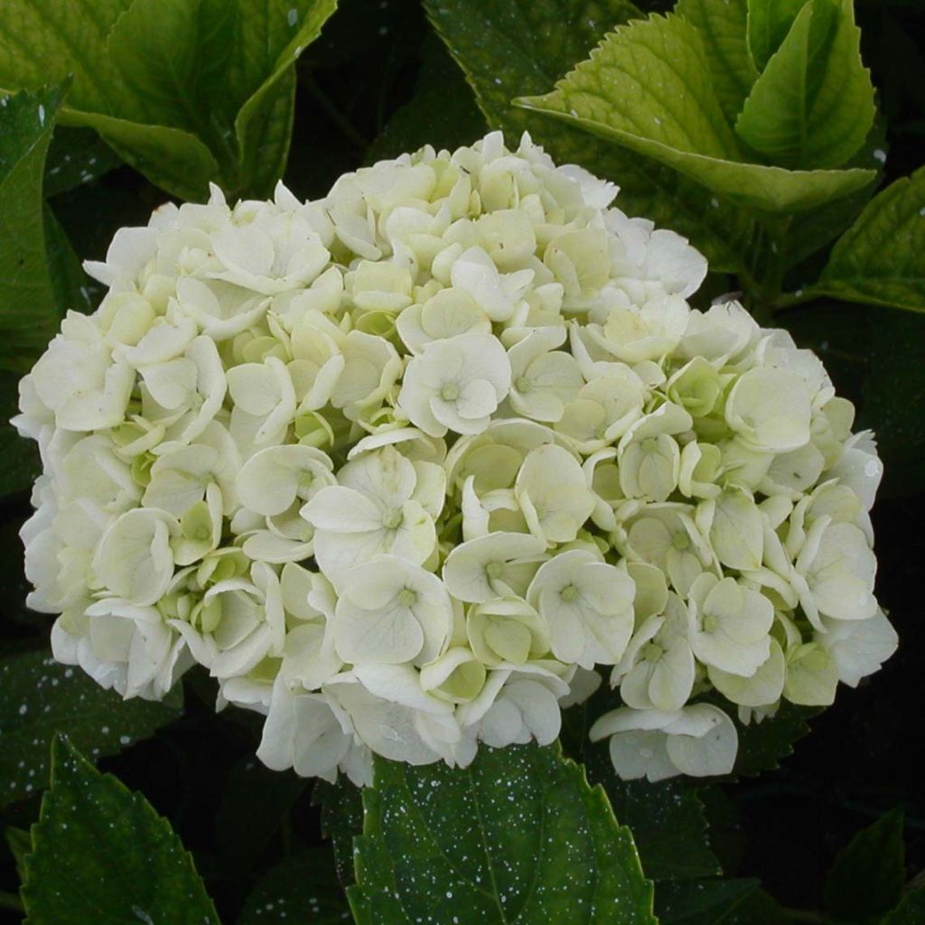 Hortensia - Hydrangea macrophylla Mme Emile Mouillère