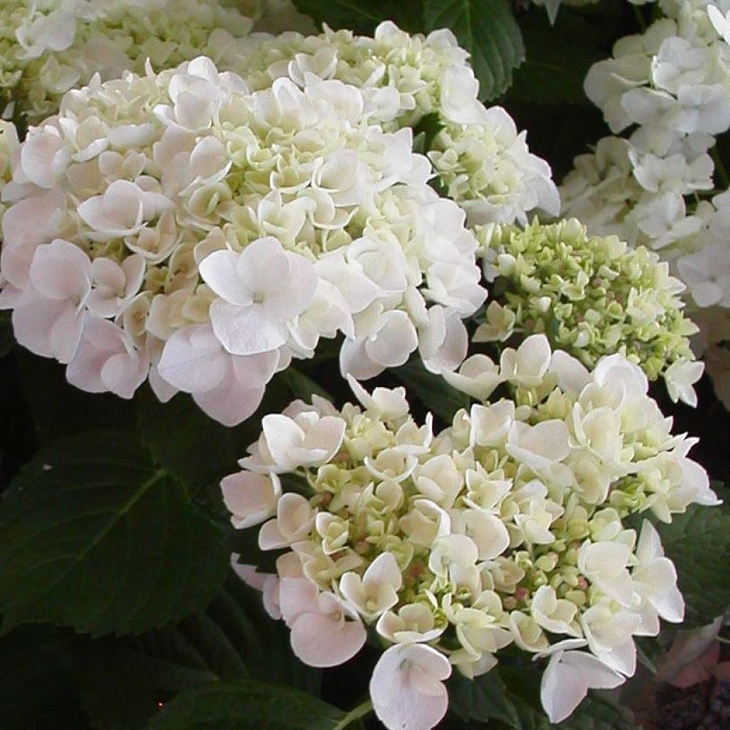 Hortensia - Hydrangea macrophylla Mme Emile Mouillère