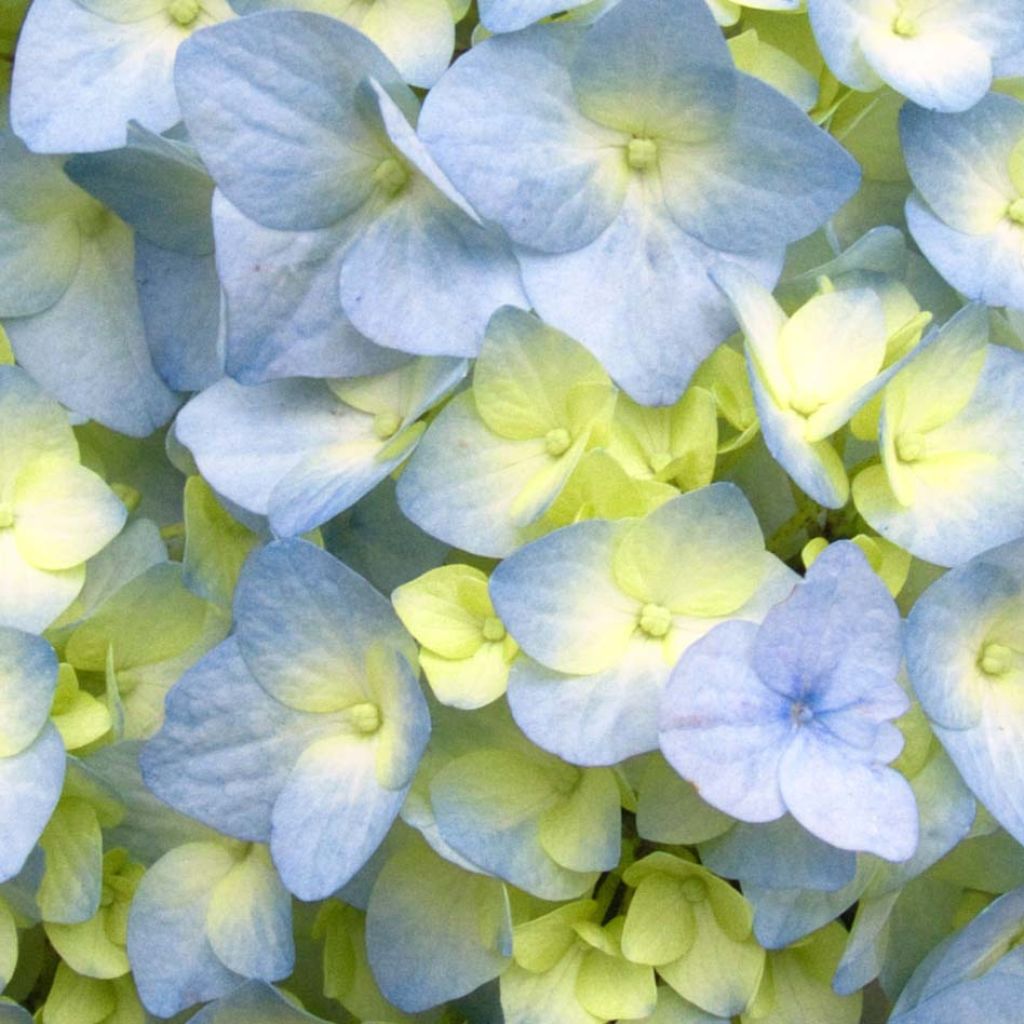 Hortensia - Hydrangea macrophylla Nikko Blue