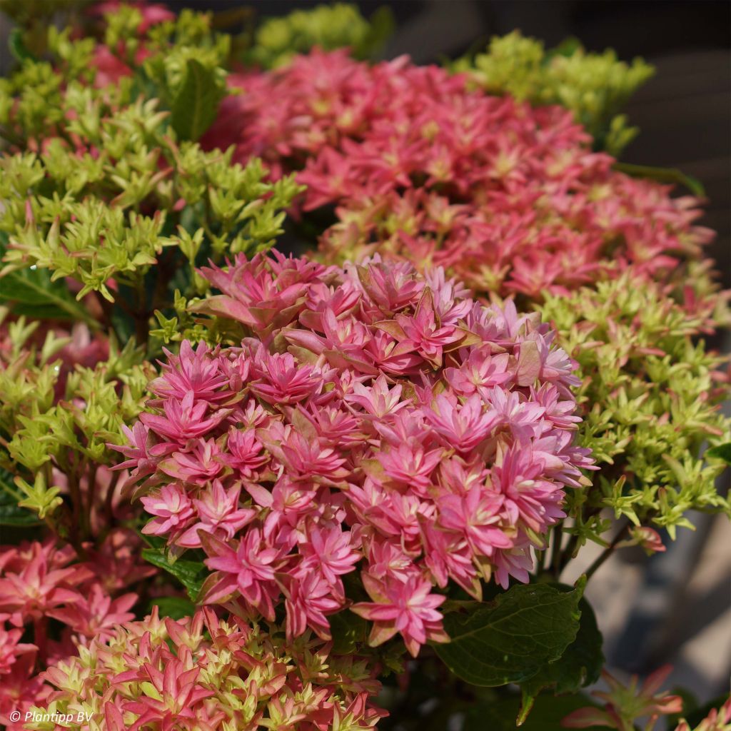 Hortensia - Hydrangea macrophylla Princess Diana