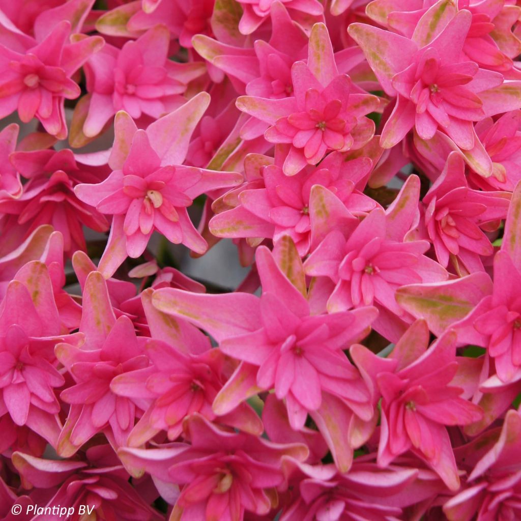 Hortensia - Hydrangea macrophylla Princess Diana