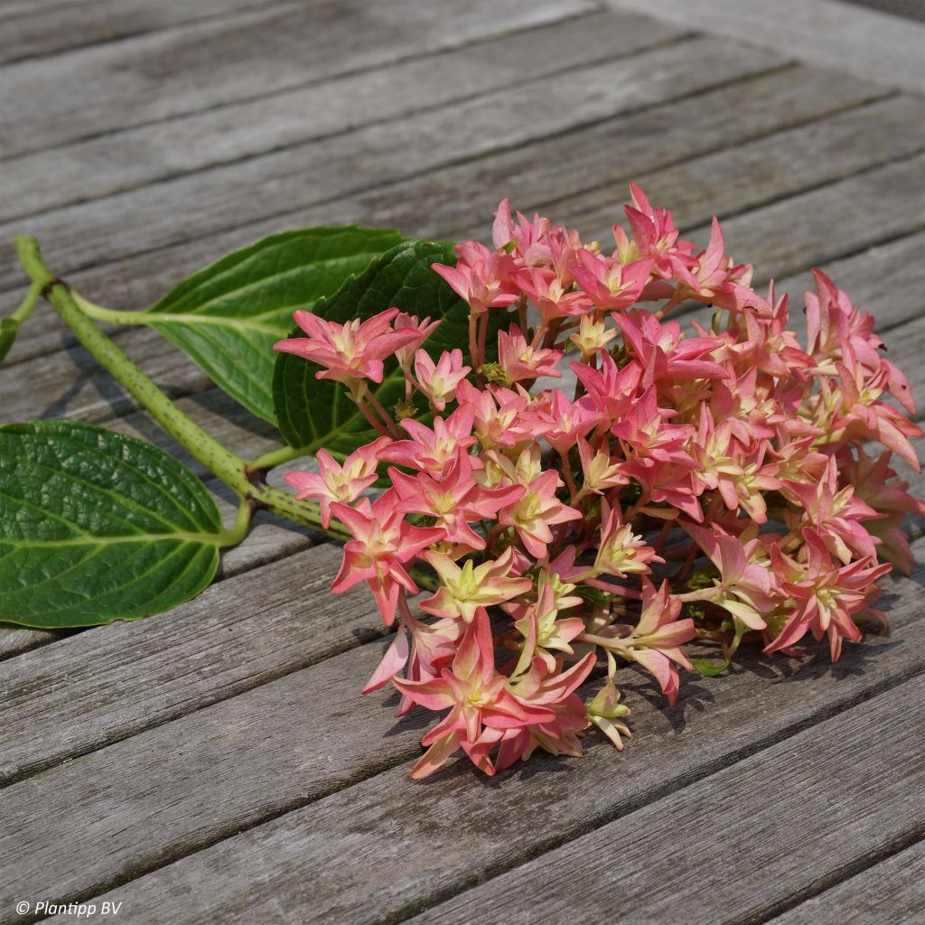 Hortensia - Hydrangea macrophylla Princess Diana