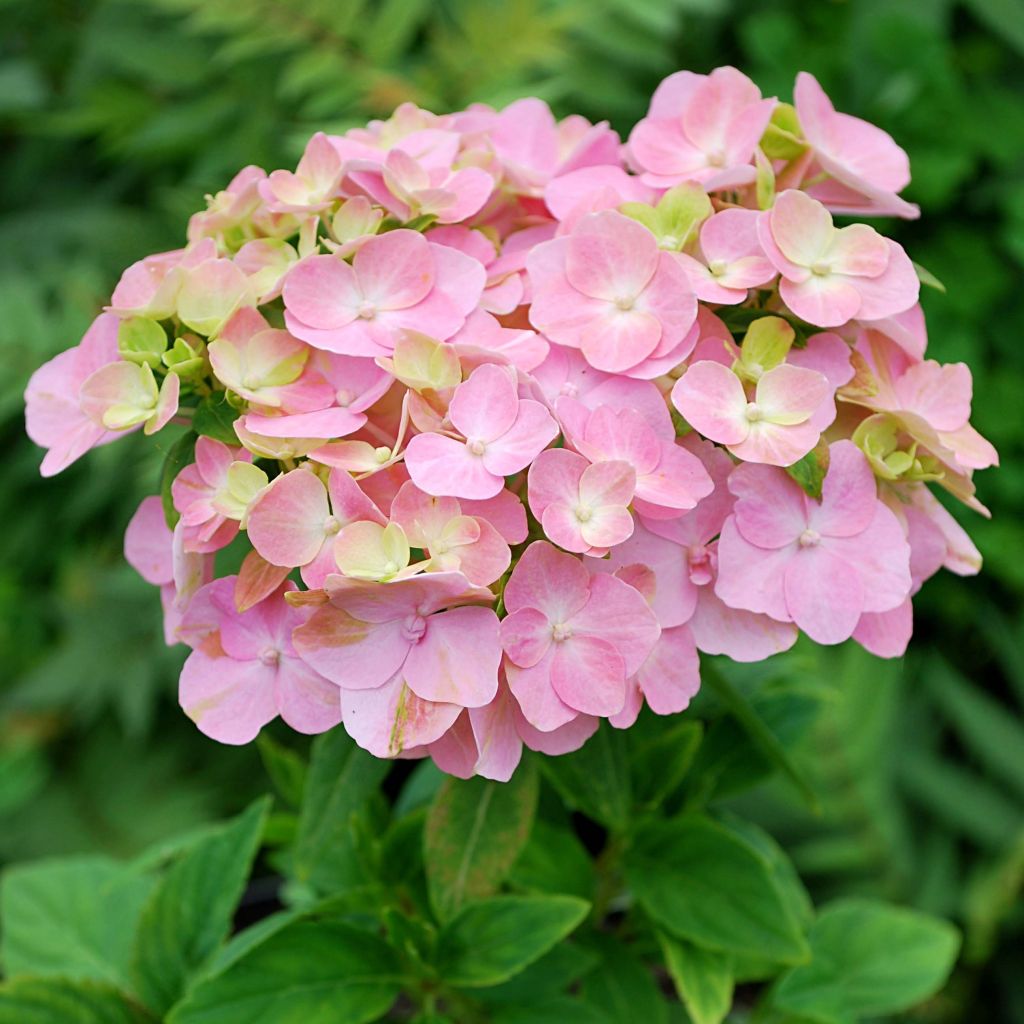 Hortensia - Hydrangea macrophylla So Long® Rosy