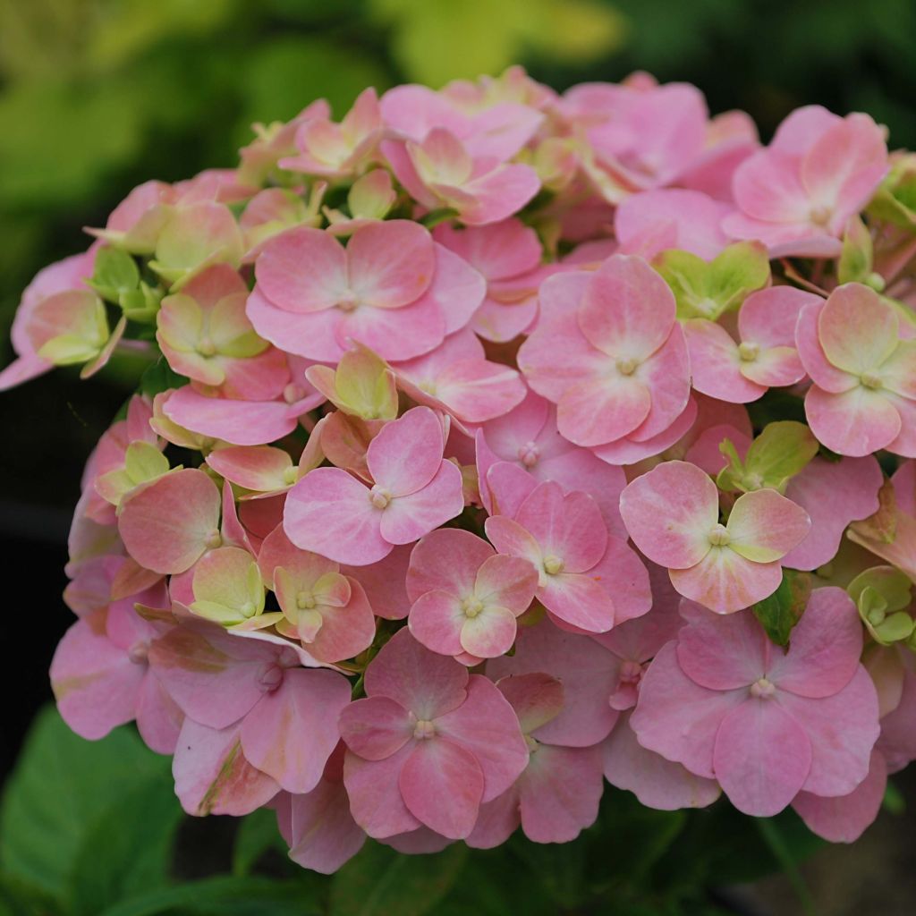 Hortensia - Hydrangea macrophylla So Long® Rosy