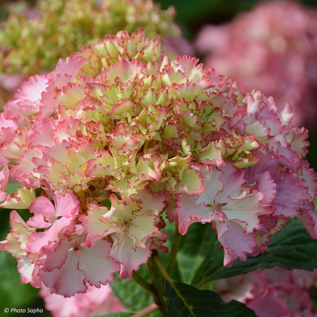 Hortensia - Hydrangea macrophylla So Long Sunny