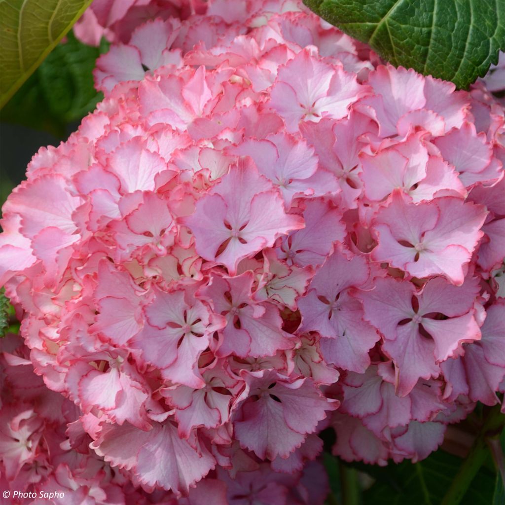 Hortensia - Hydrangea macrophylla So Long Sunny