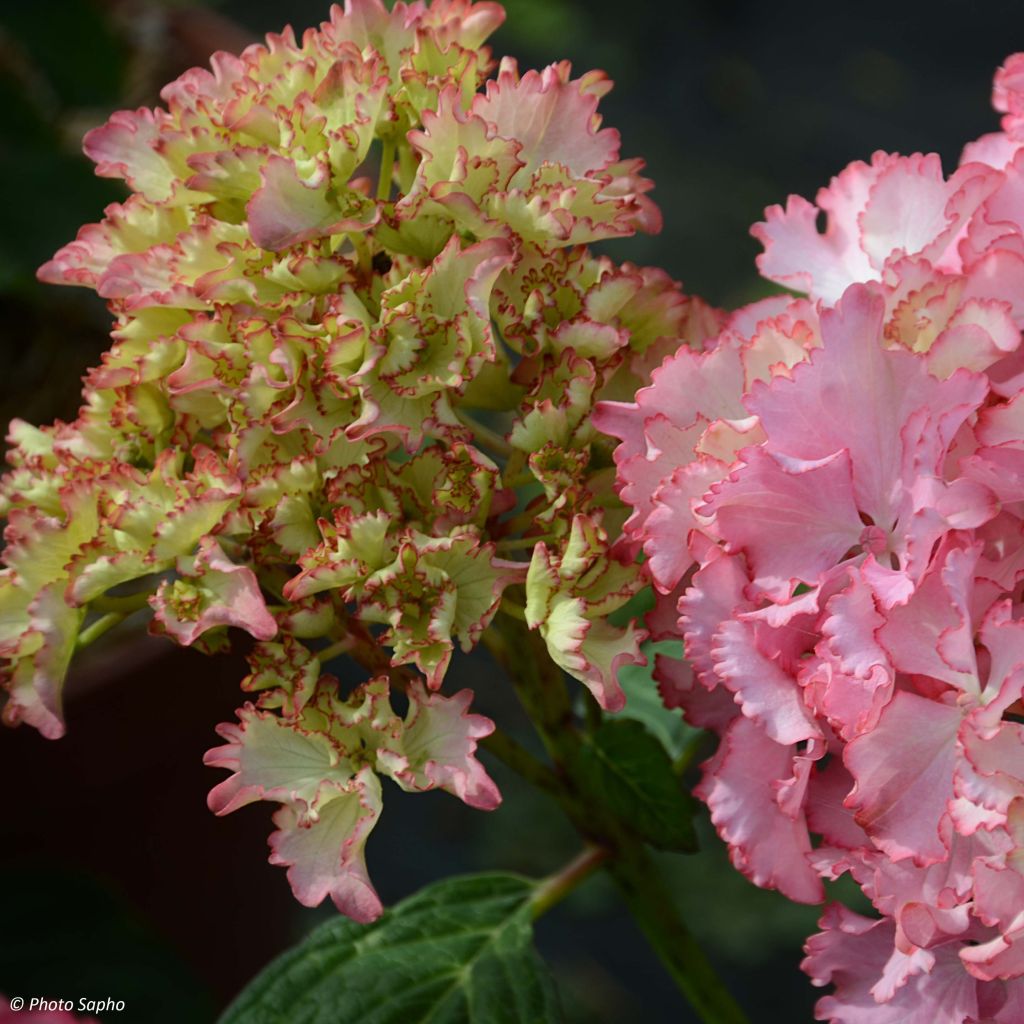 Hortensia - Hydrangea macrophylla So Long Sunny