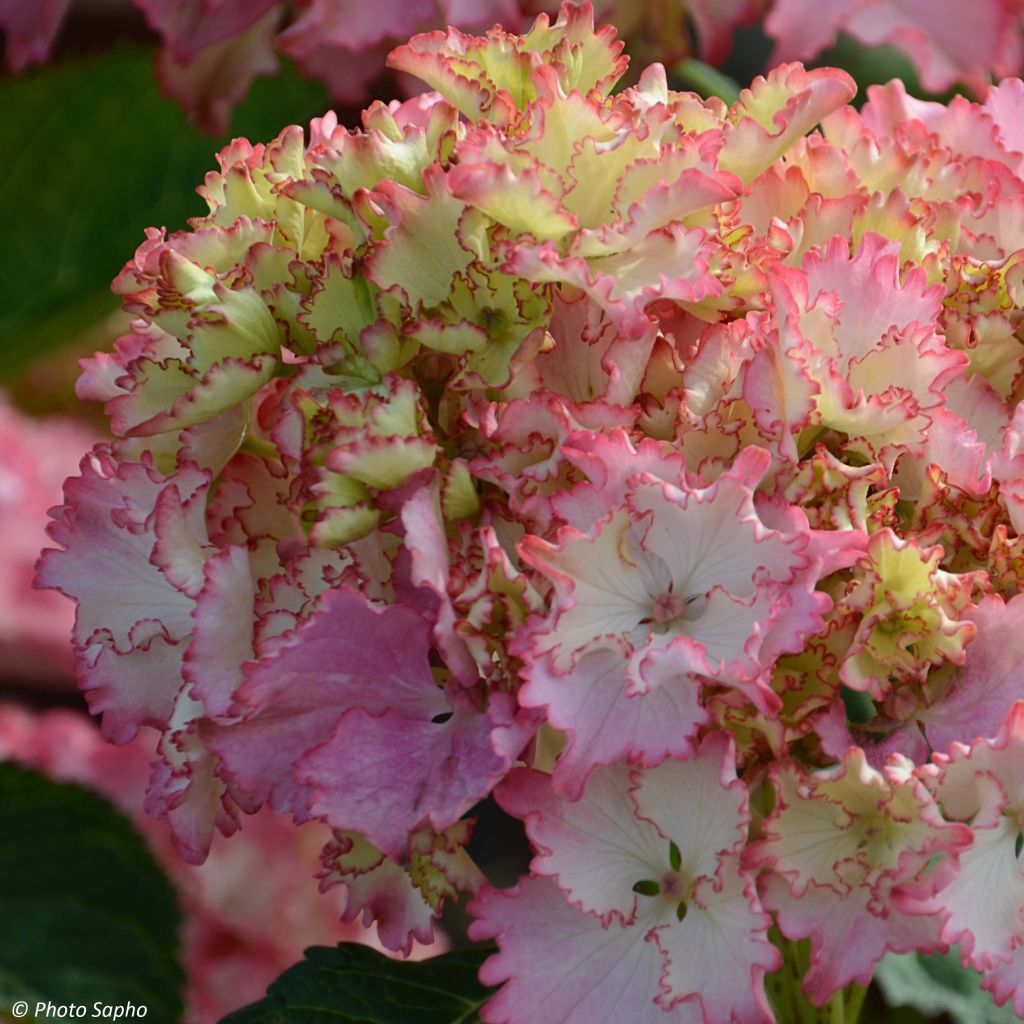 Hortensia - Hydrangea macrophylla So Long Sunny