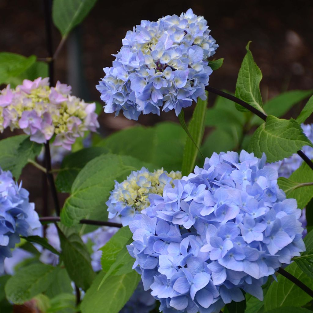 Hortensia - Hydrangea macrophylla So Long® Ebony