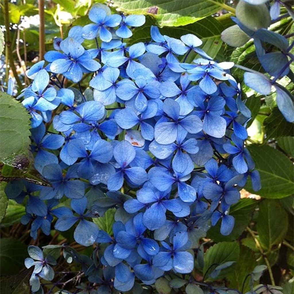 Hortensia - Hydrangea macrophylla Yamato