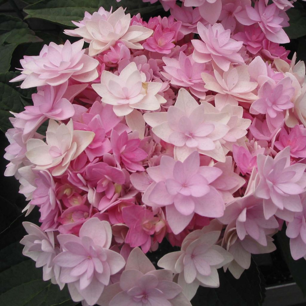 Hortensia - Hydrangea macrophylla You and Me Romance